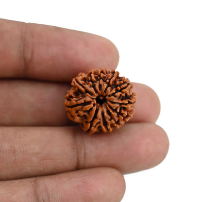 11 Mukhi Rudraksha (Nepal) 20.51 MM