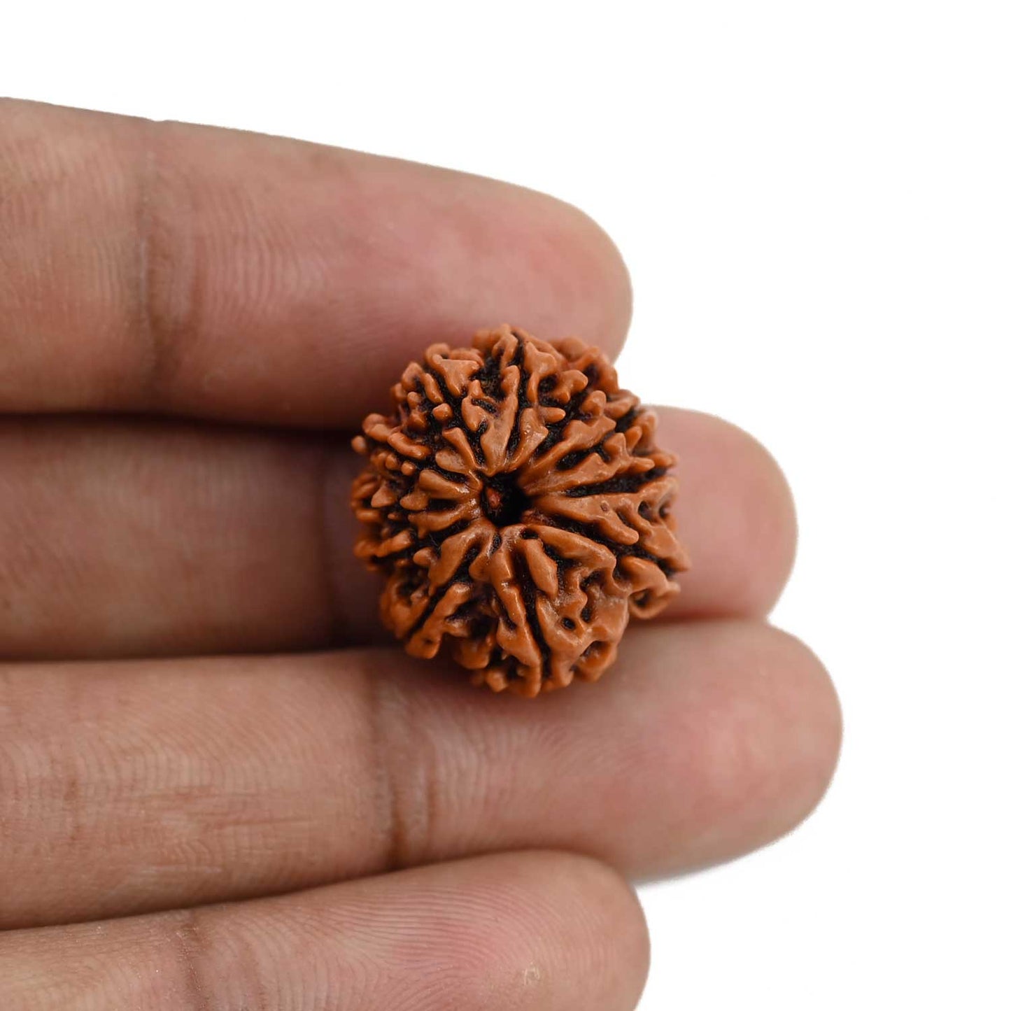 11 Mukhi Rudraksha (Nepal) 20.51 MM