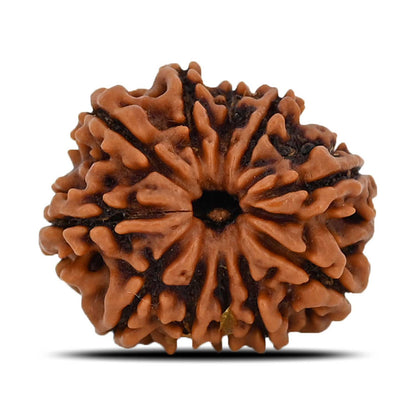 11 Mukhi Rudraksha (Nepal) 22.58 MM