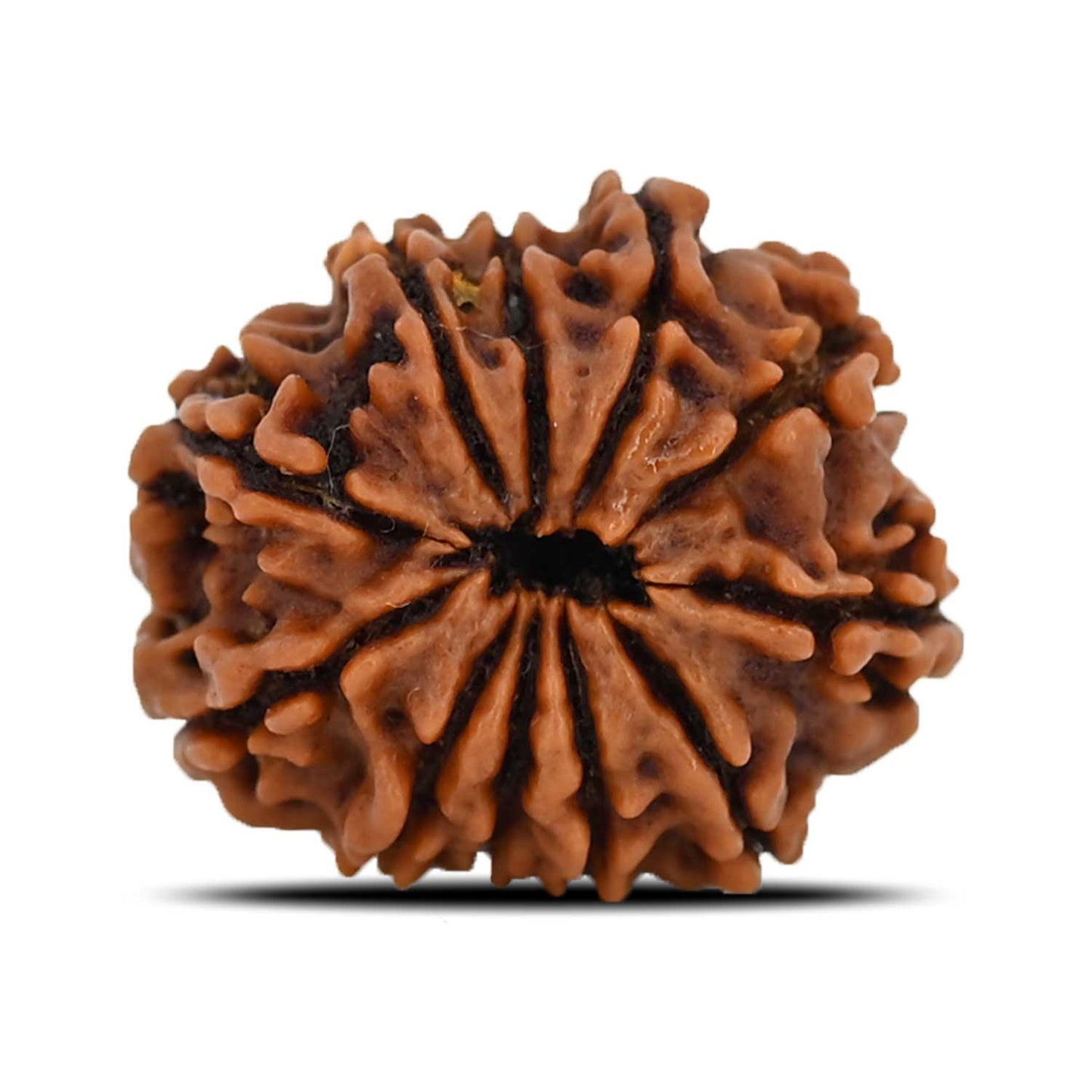 11 Mukhi Rudraksha (Nepal) 22.58 MM