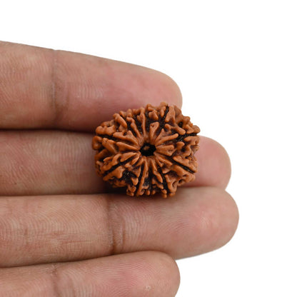 11 Mukhi Rudraksha (Nepal) 22.58 MM