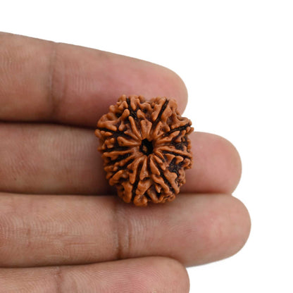 11 Mukhi Rudraksha (Nepal) 22.58 MM