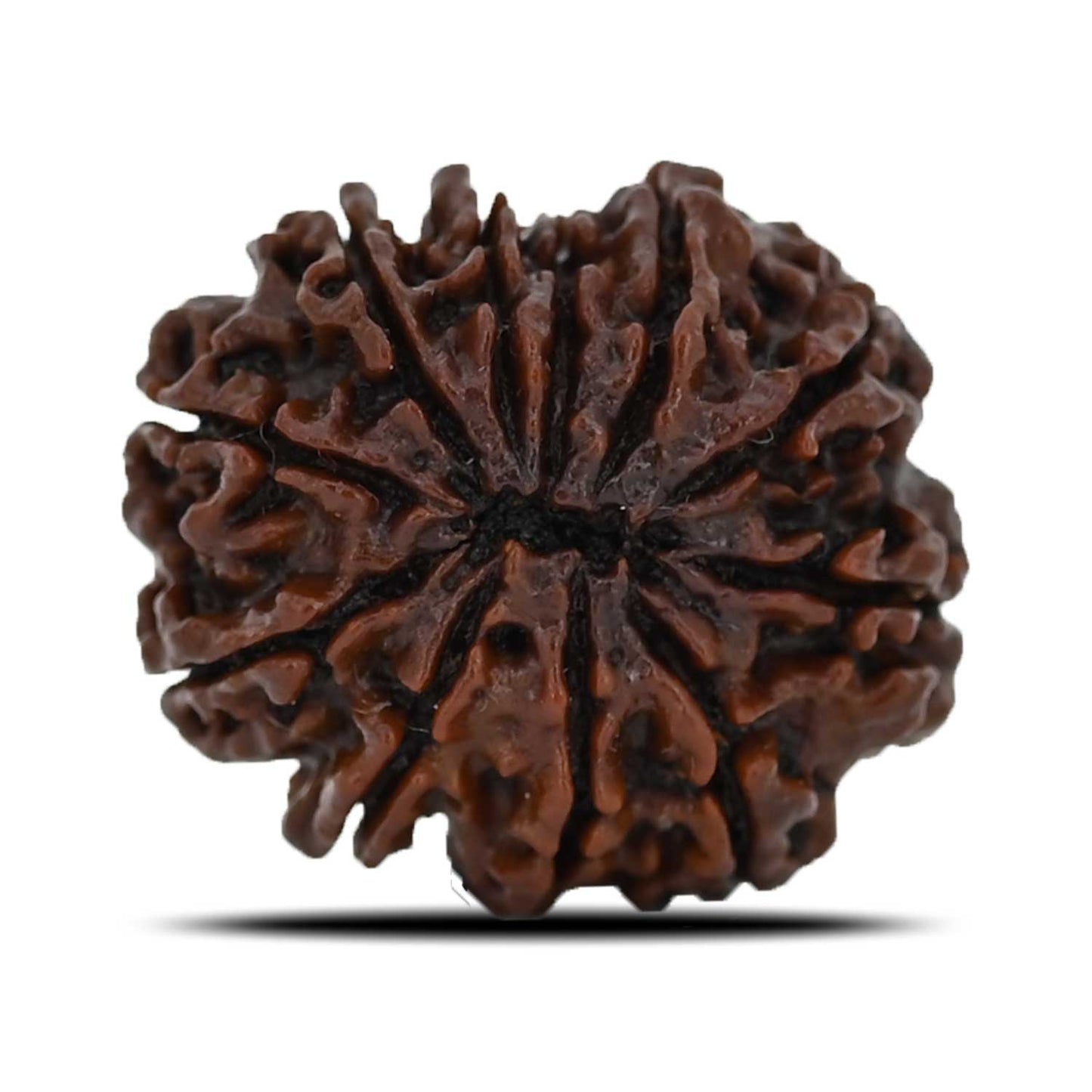 11 Mukhi Rudraksha (Nepal) 23.8 MM