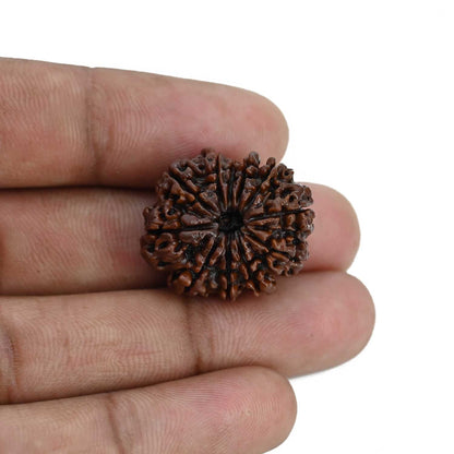 11 Mukhi Rudraksha (Nepal) 23.8 MM