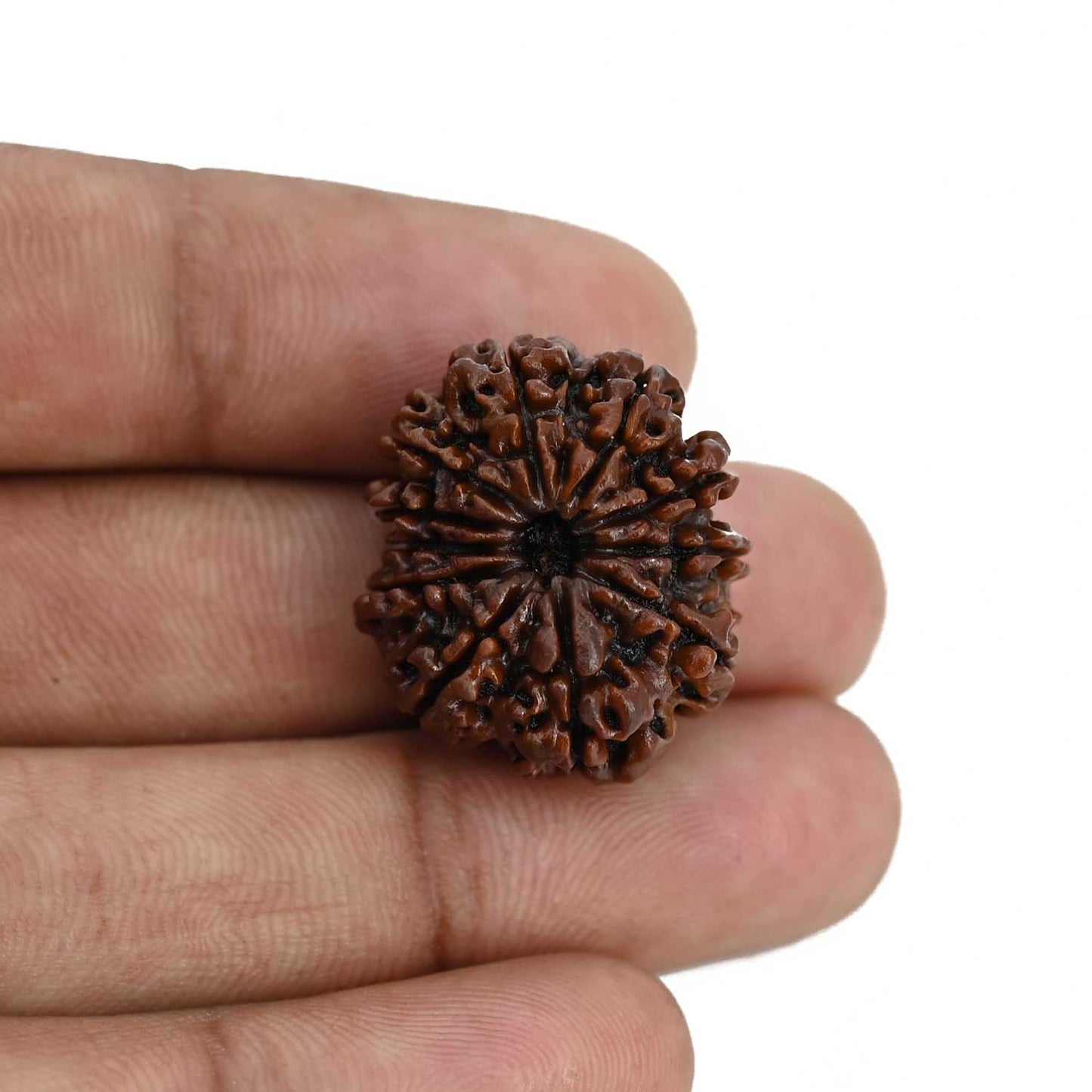 11 Mukhi Rudraksha (Nepal) 23.8 MM