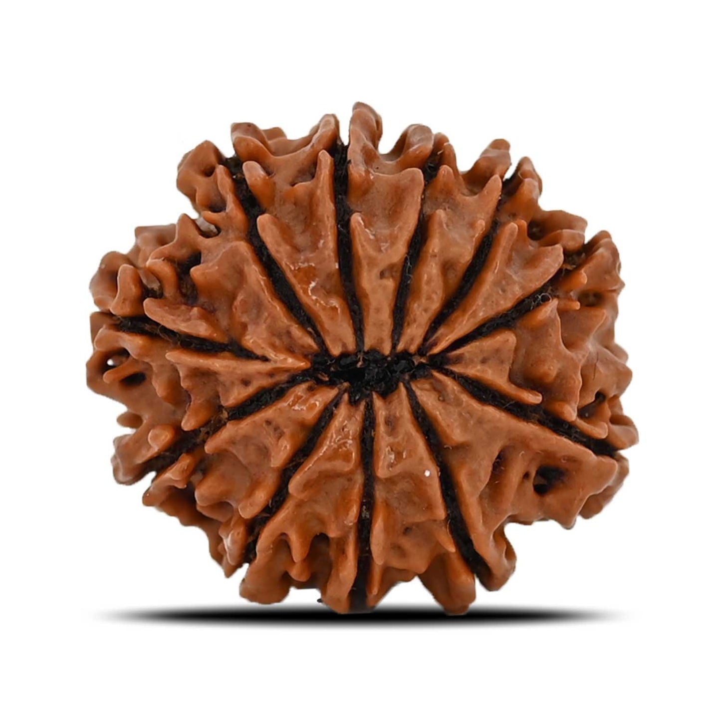 11 Mukhi Rudraksha (Nepal) 23.53 MM