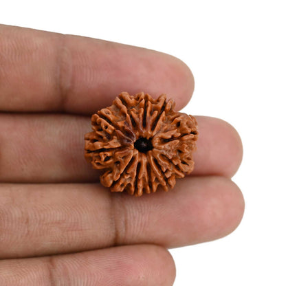 11 Mukhi Rudraksha (Nepal) 23.53 MM