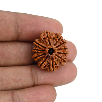 11 Mukhi Rudraksha (Nepal) 23.53 MM