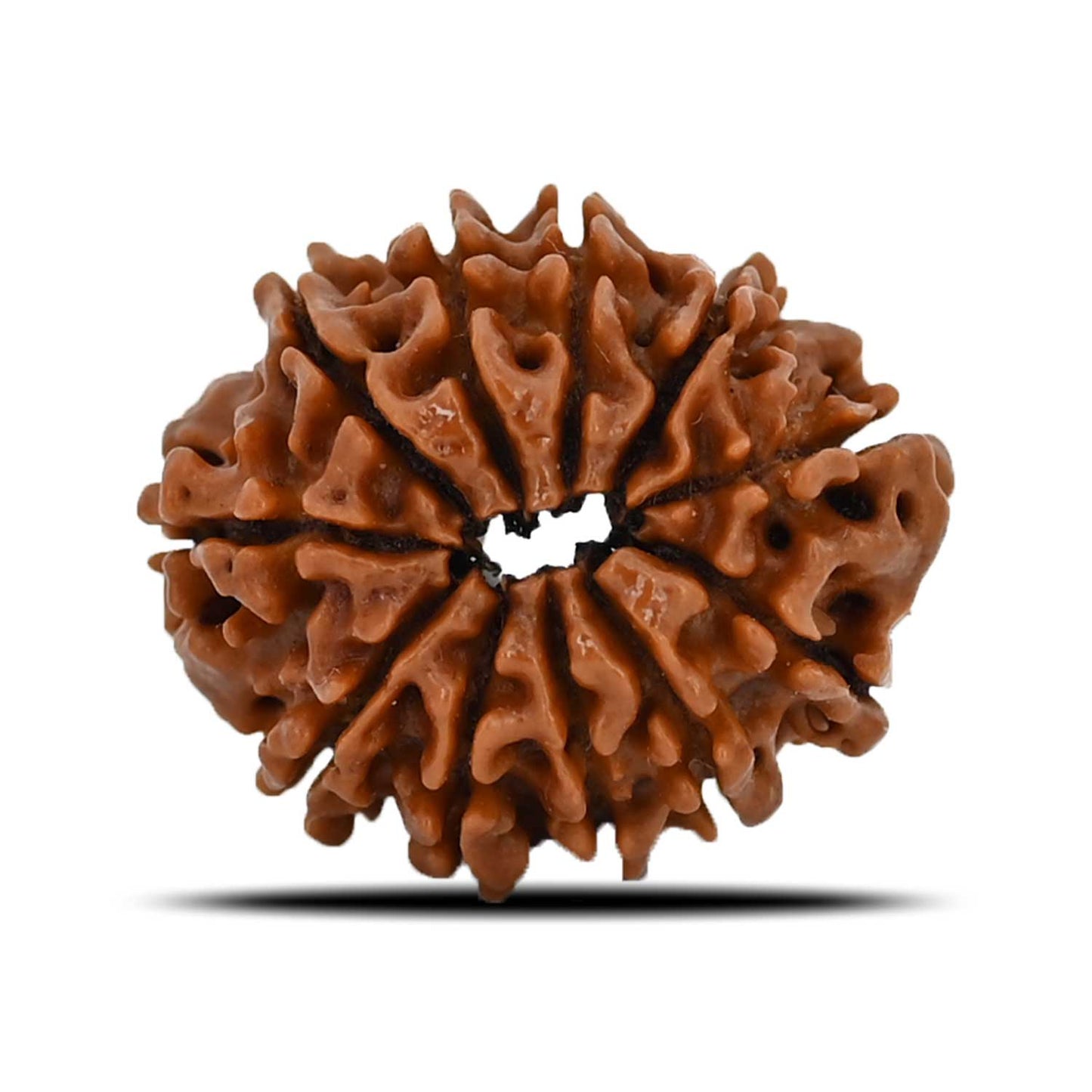 11 Mukhi Rudraksha (Nepal) 22.42 MM