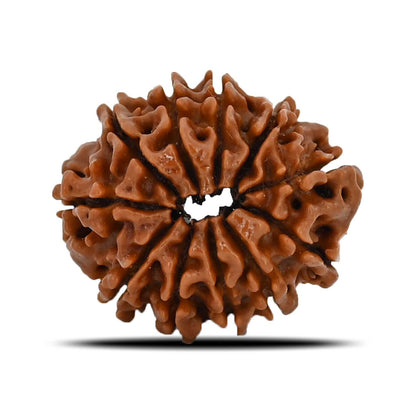 11 Mukhi Rudraksha (Nepal) 22.42 MM