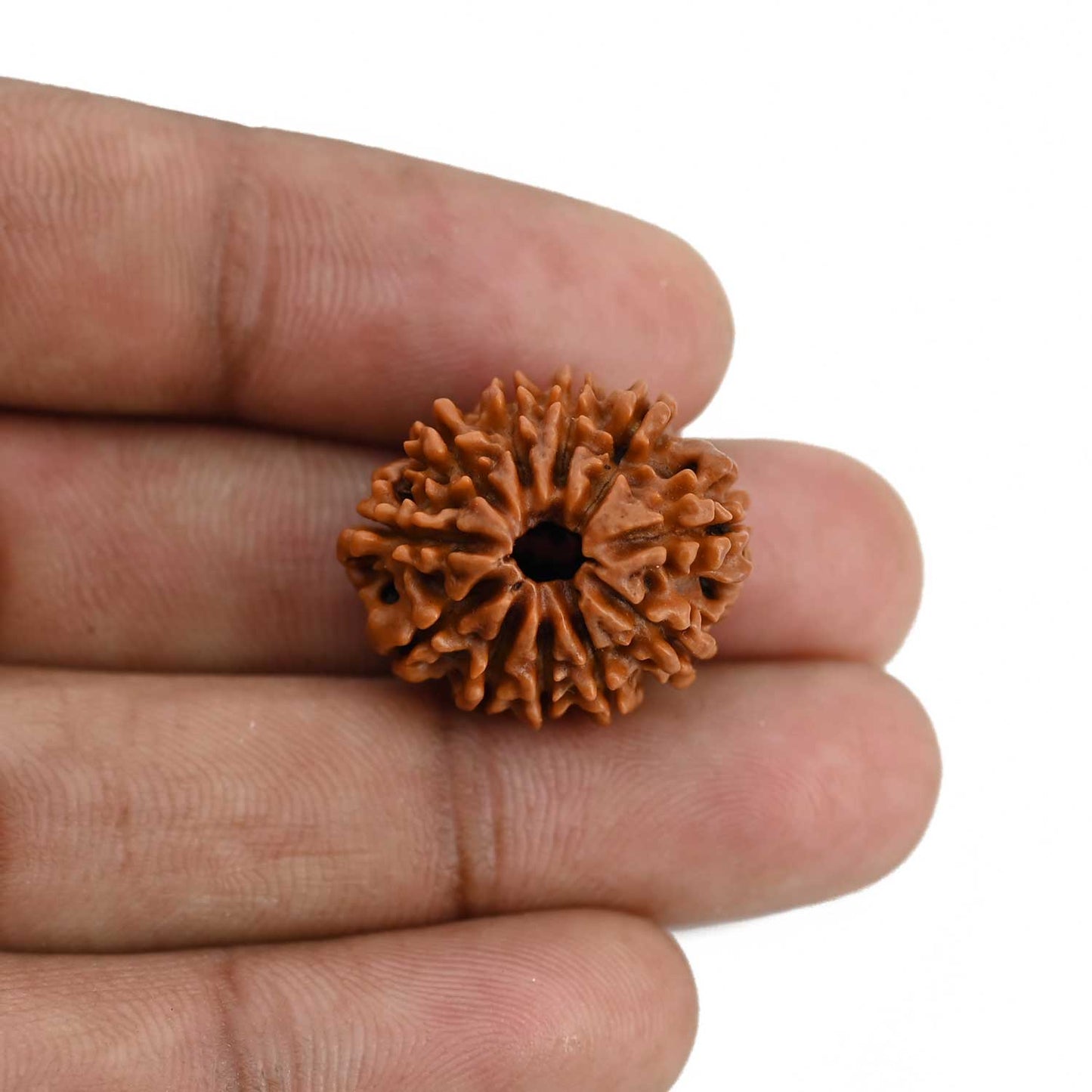 11 Mukhi Rudraksha (Nepal) 22.42 MM