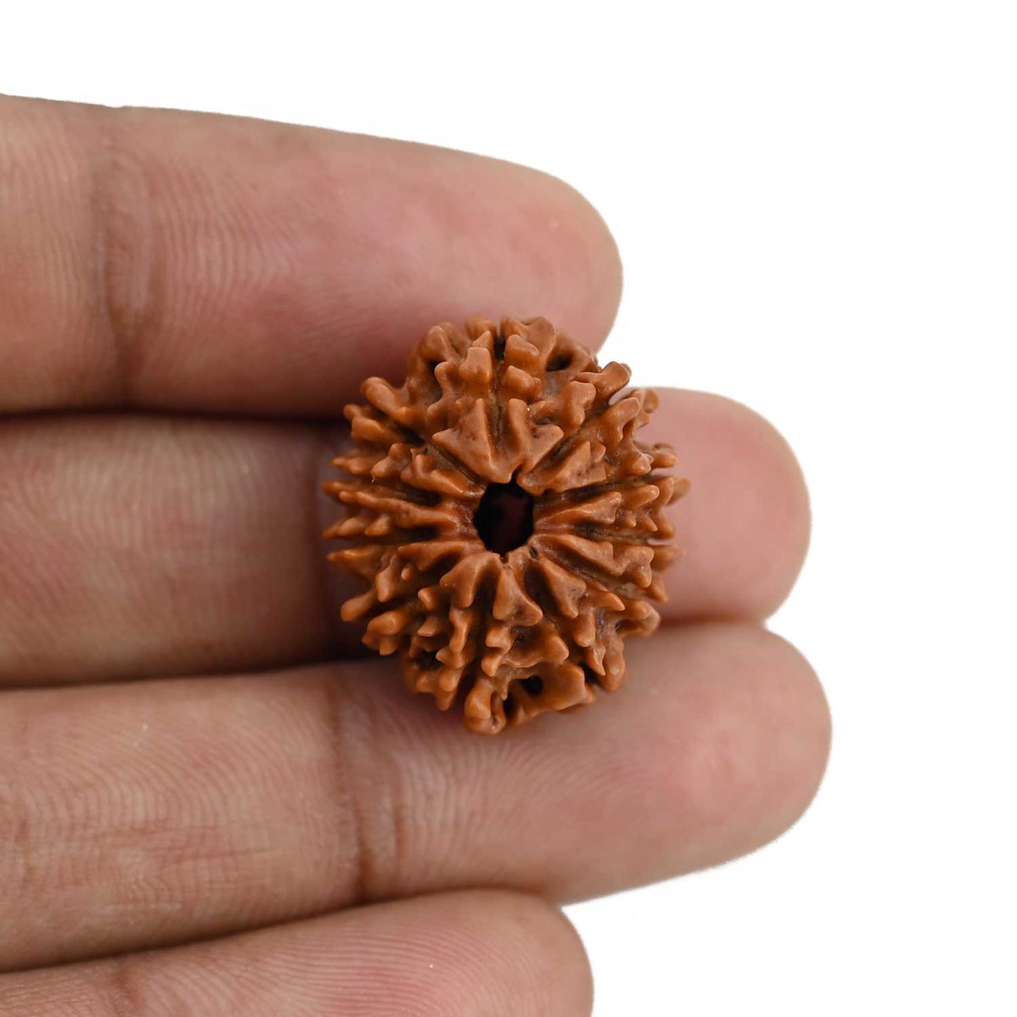 11 Mukhi Rudraksha (Nepal) 22.42 MM