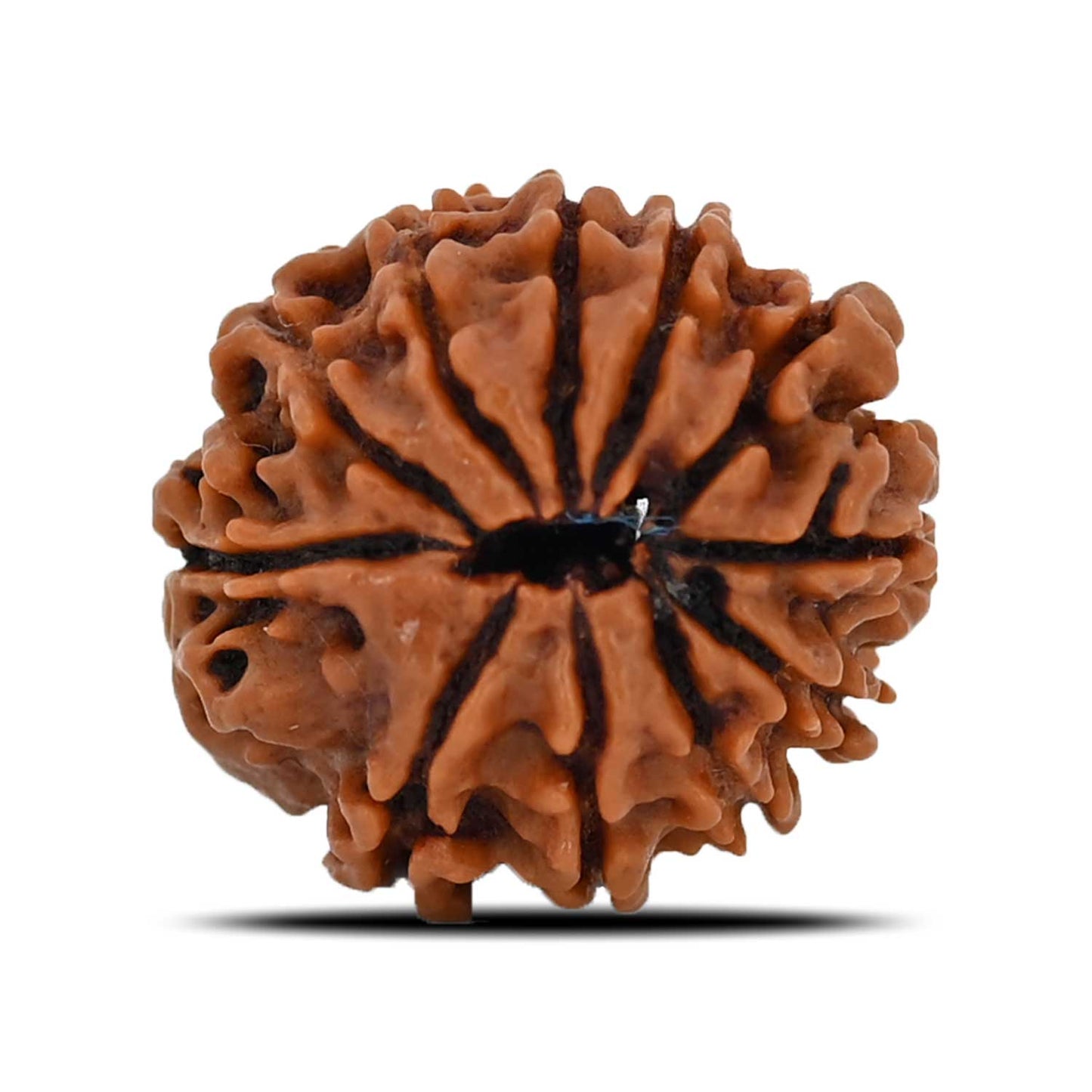 11 Mukhi Rudraksha (Nepal) 22.37 MM
