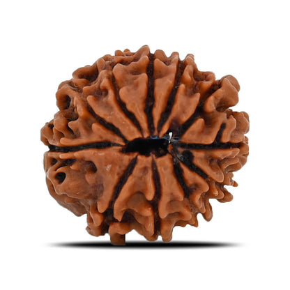 11 Mukhi Rudraksha (Nepal) 22.37 MM