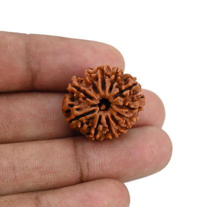 11 Mukhi Rudraksha (Nepal) 22.37 MM