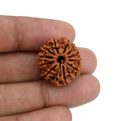 11 Mukhi Rudraksha (Nepal) 22.37 MM