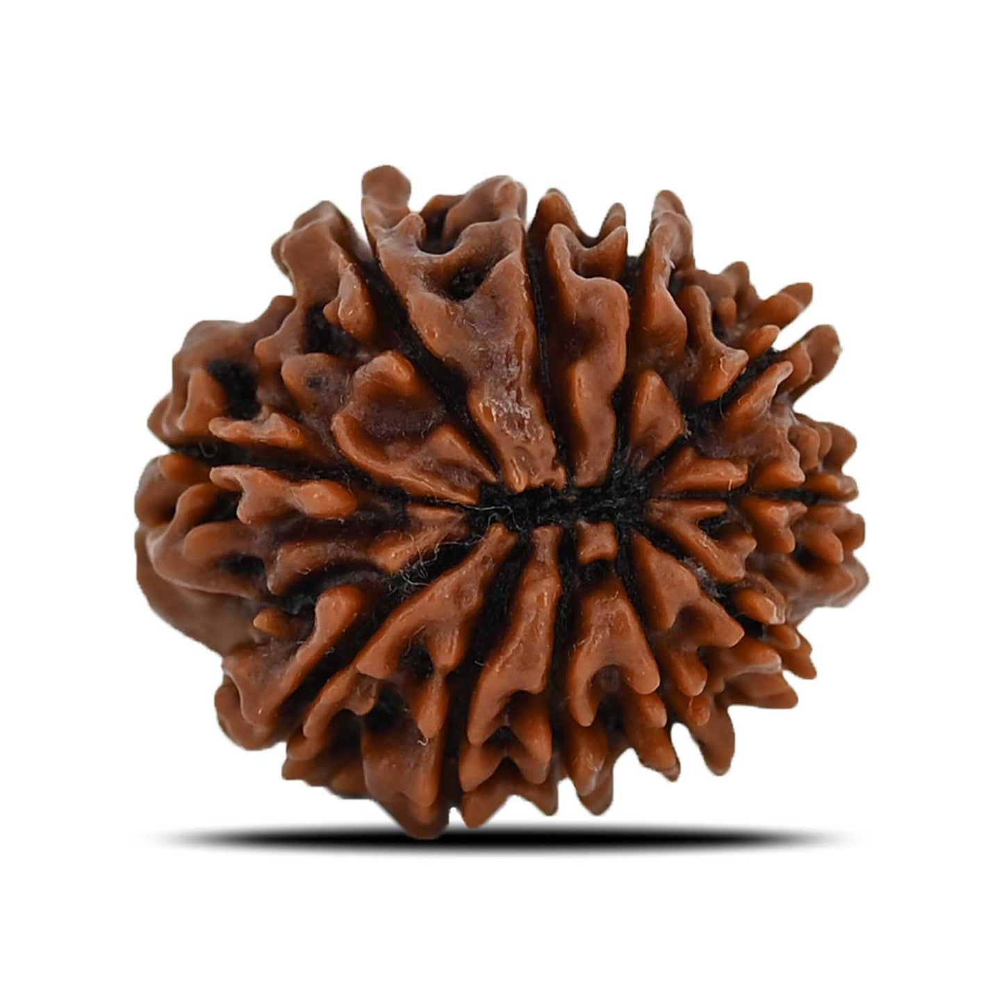 11 Mukhi Rudraksha (Nepal) 22.69 MM