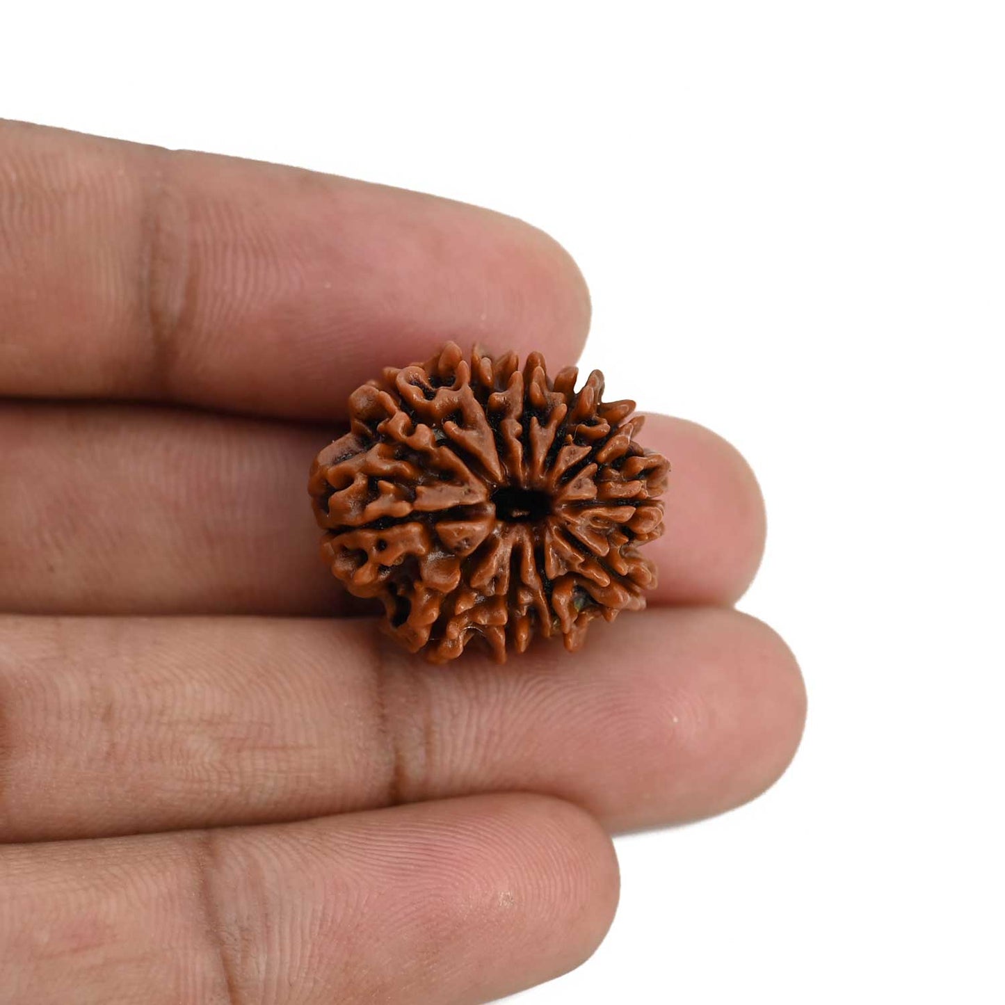 11 Mukhi Rudraksha (Nepal) 22.69 MM