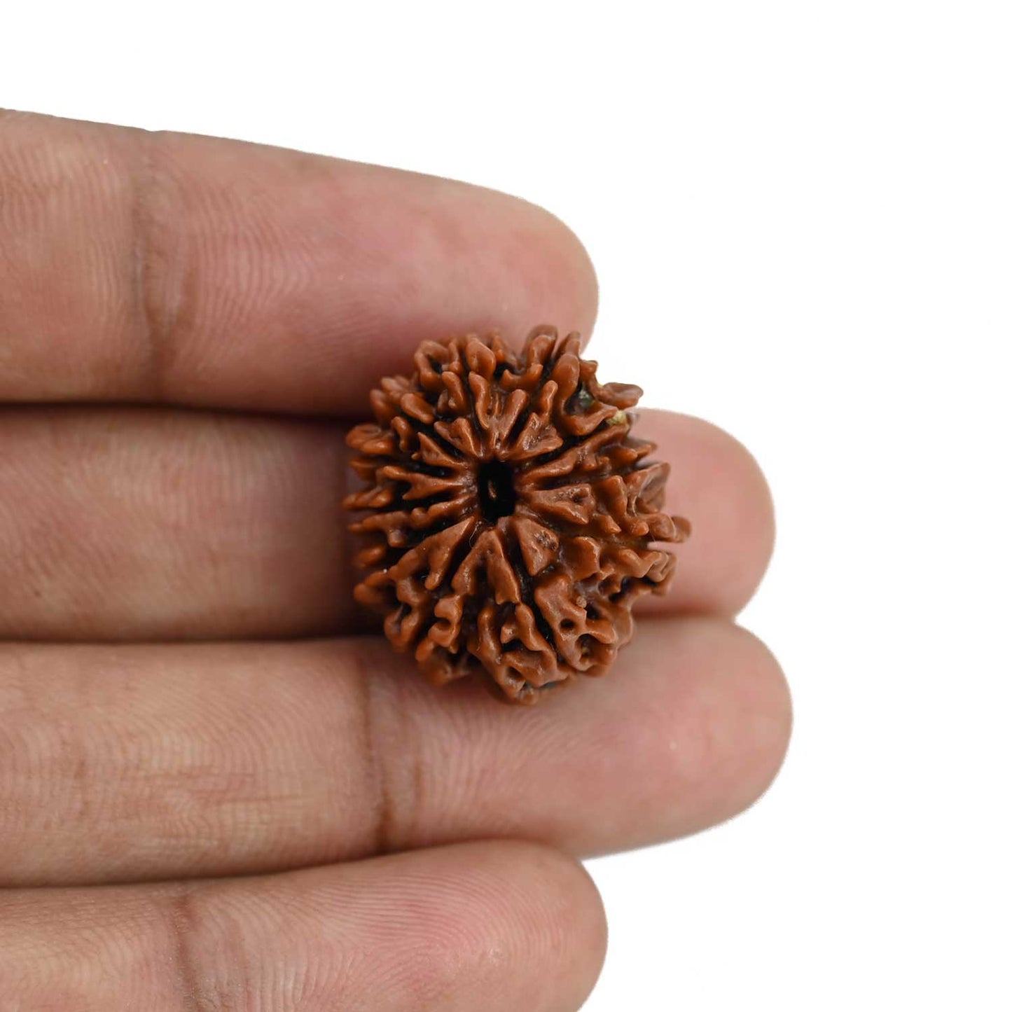 11 Mukhi Rudraksha (Nepal) 22.69 MM
