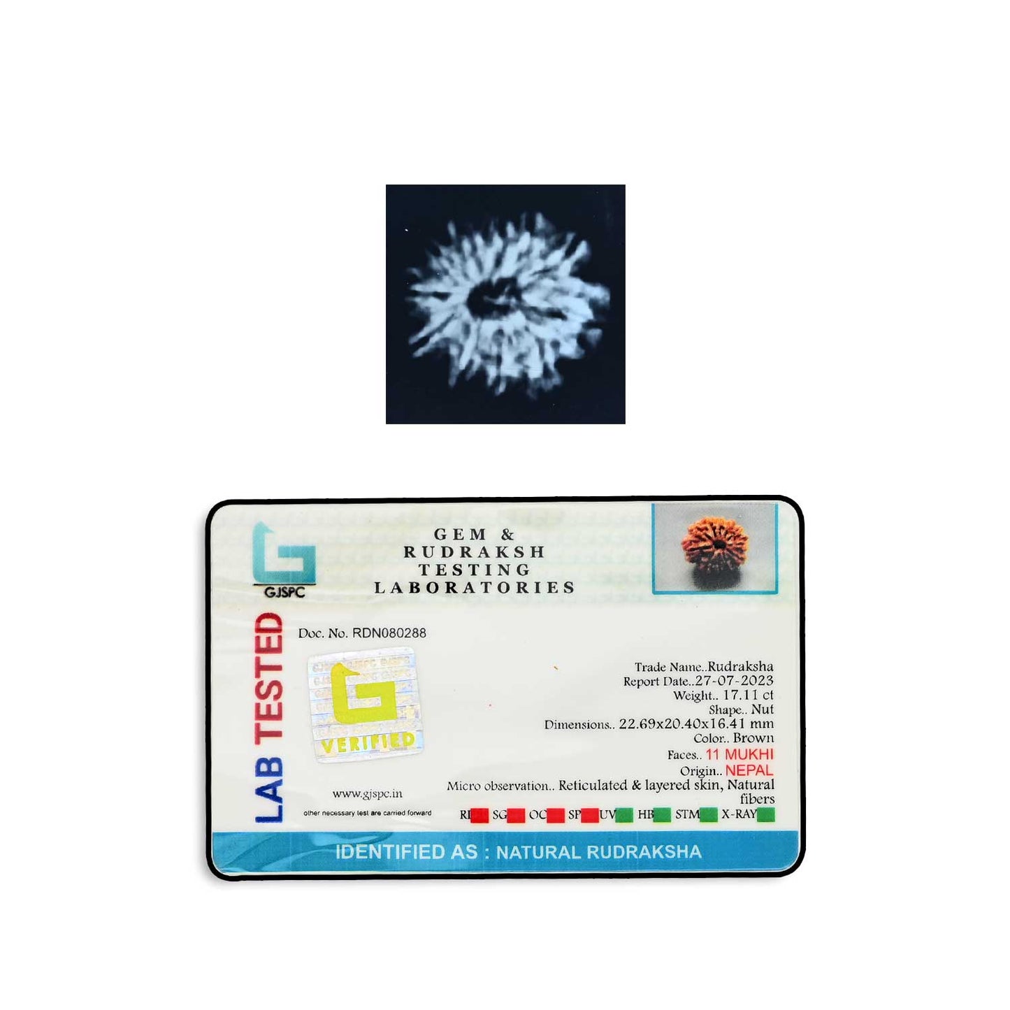 11 Mukhi Rudraksha (Nepal) 22.69 MM