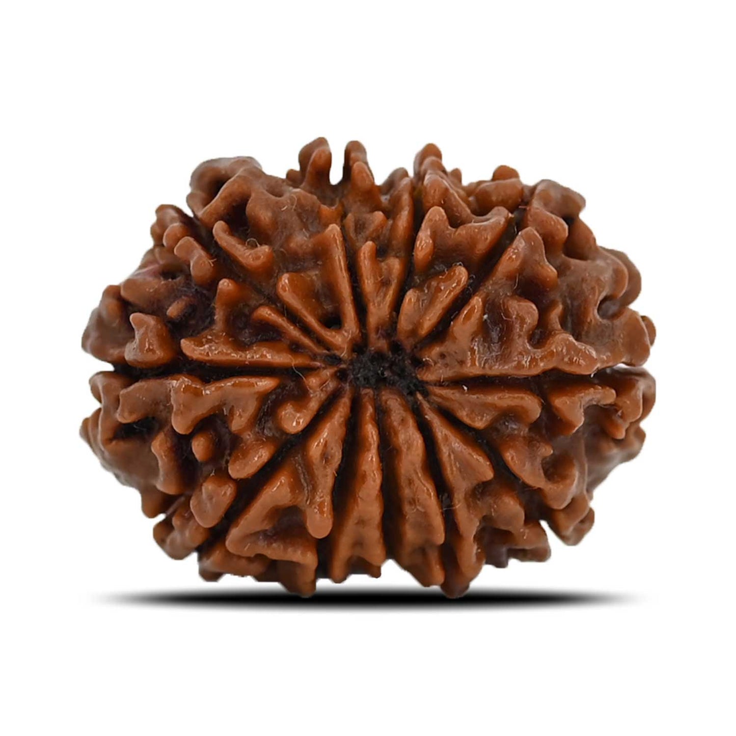 11 Mukhi Rudraksha (Nepal) 23.28 MM