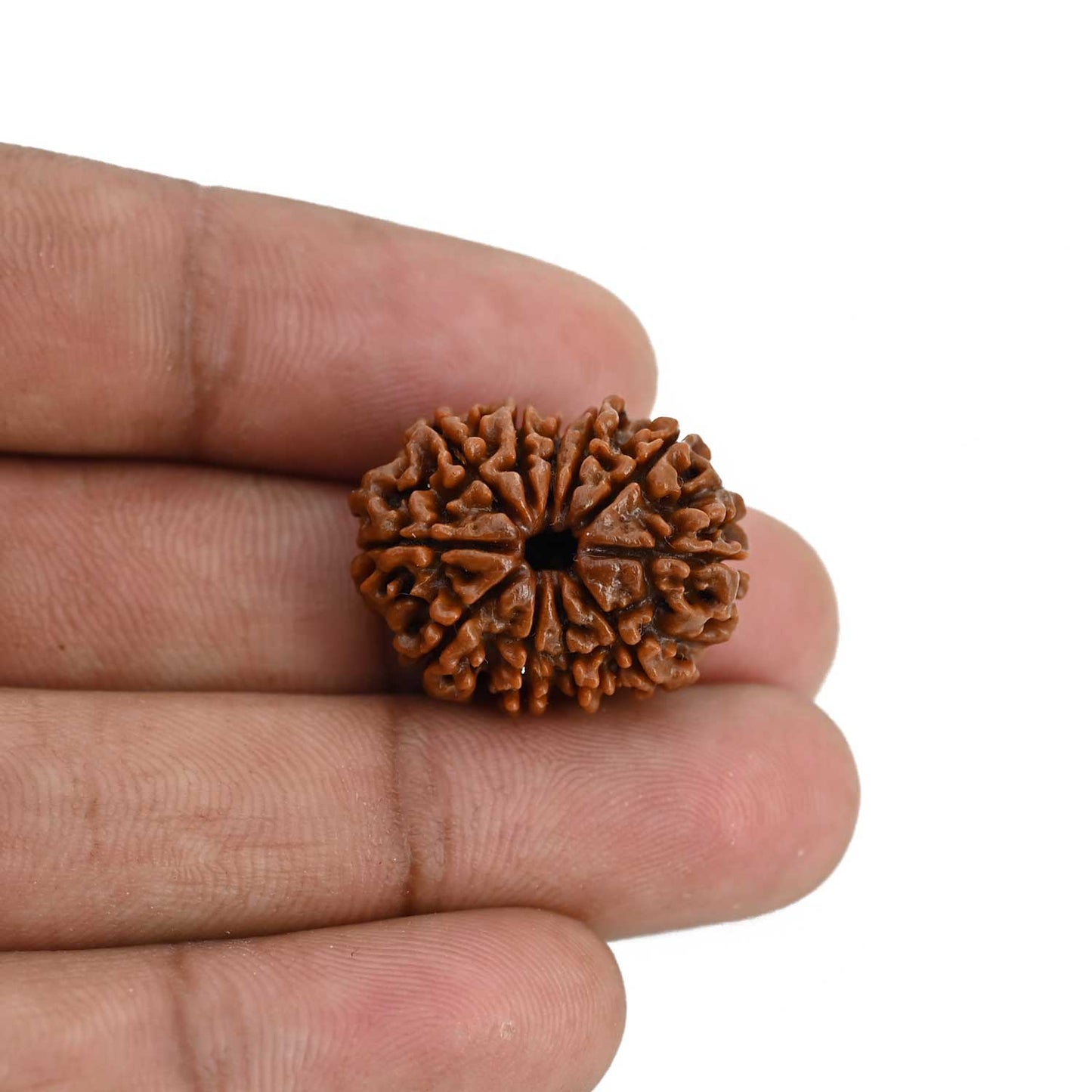 11 Mukhi Rudraksha (Nepal) 23.28 MM