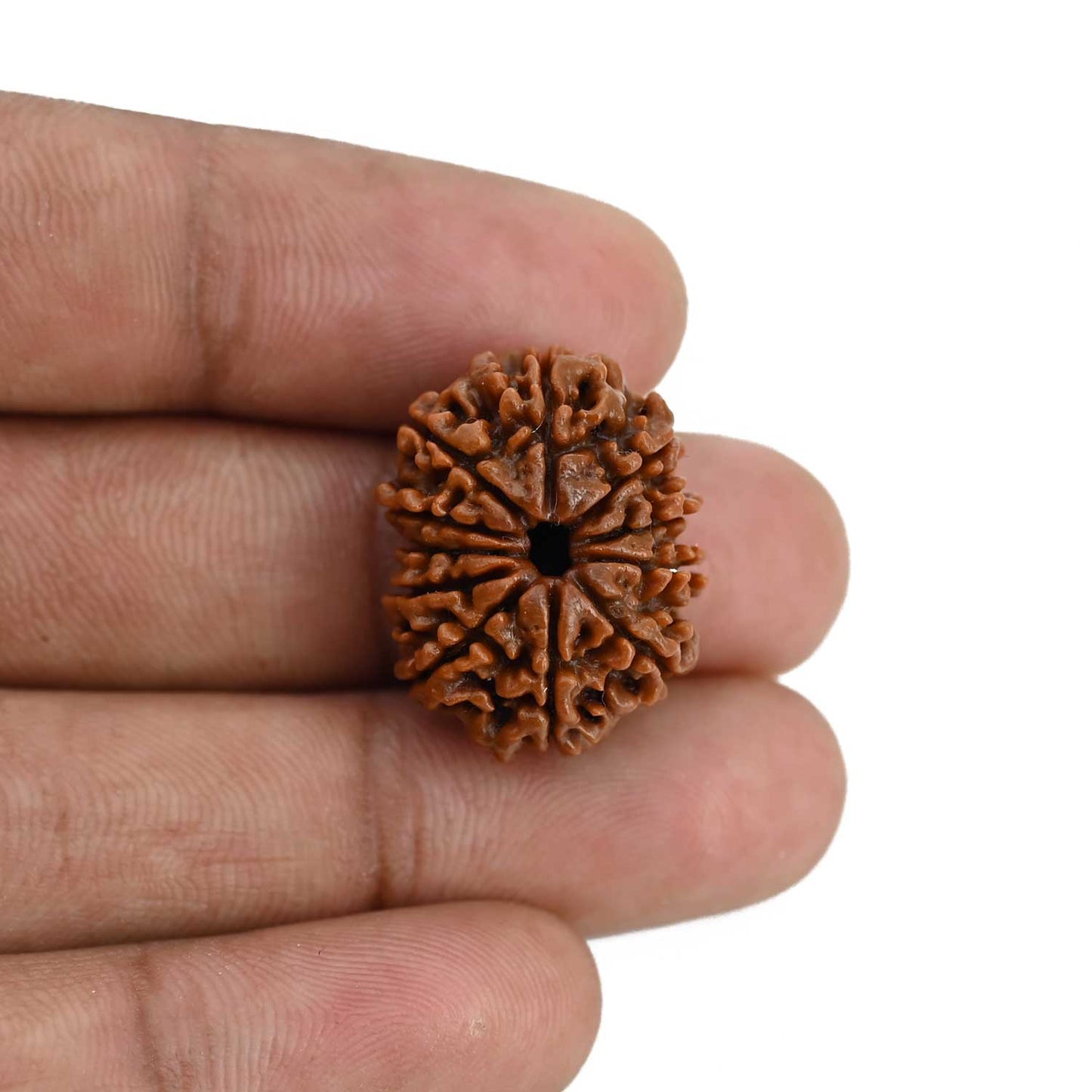 11 Mukhi Rudraksha (Nepal) 23.28 MM