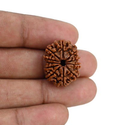 11 Mukhi Rudraksha (Nepal) 23.28 MM