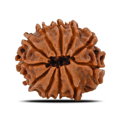 11 Mukhi Rudraksha (Nepal) 22.25 MM