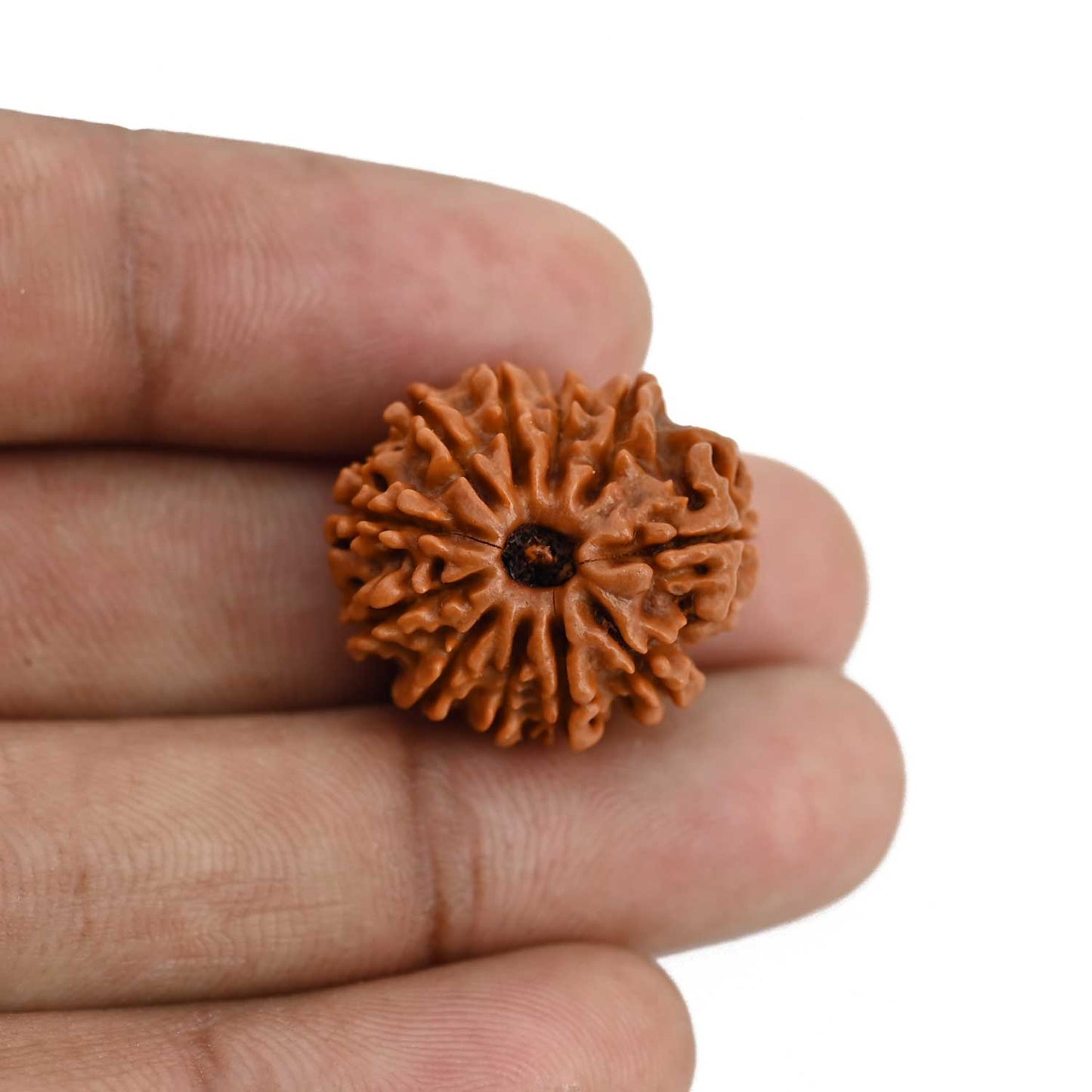 11 Mukhi Rudraksha (Nepal) 22.25 MM