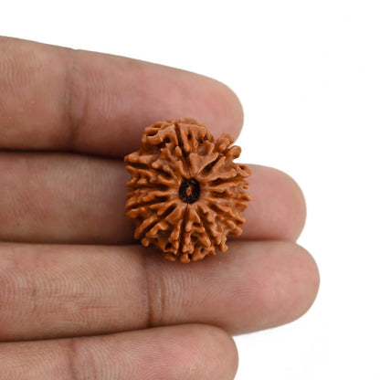 11 Mukhi Rudraksha (Nepal) 22.25 MM