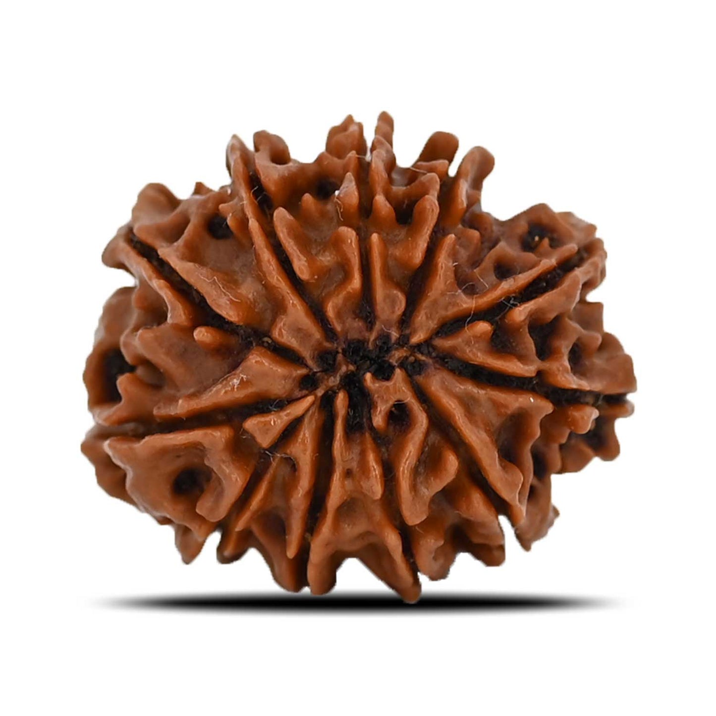 11 Mukhi Rudraksha (Nepal) 21.68 MM