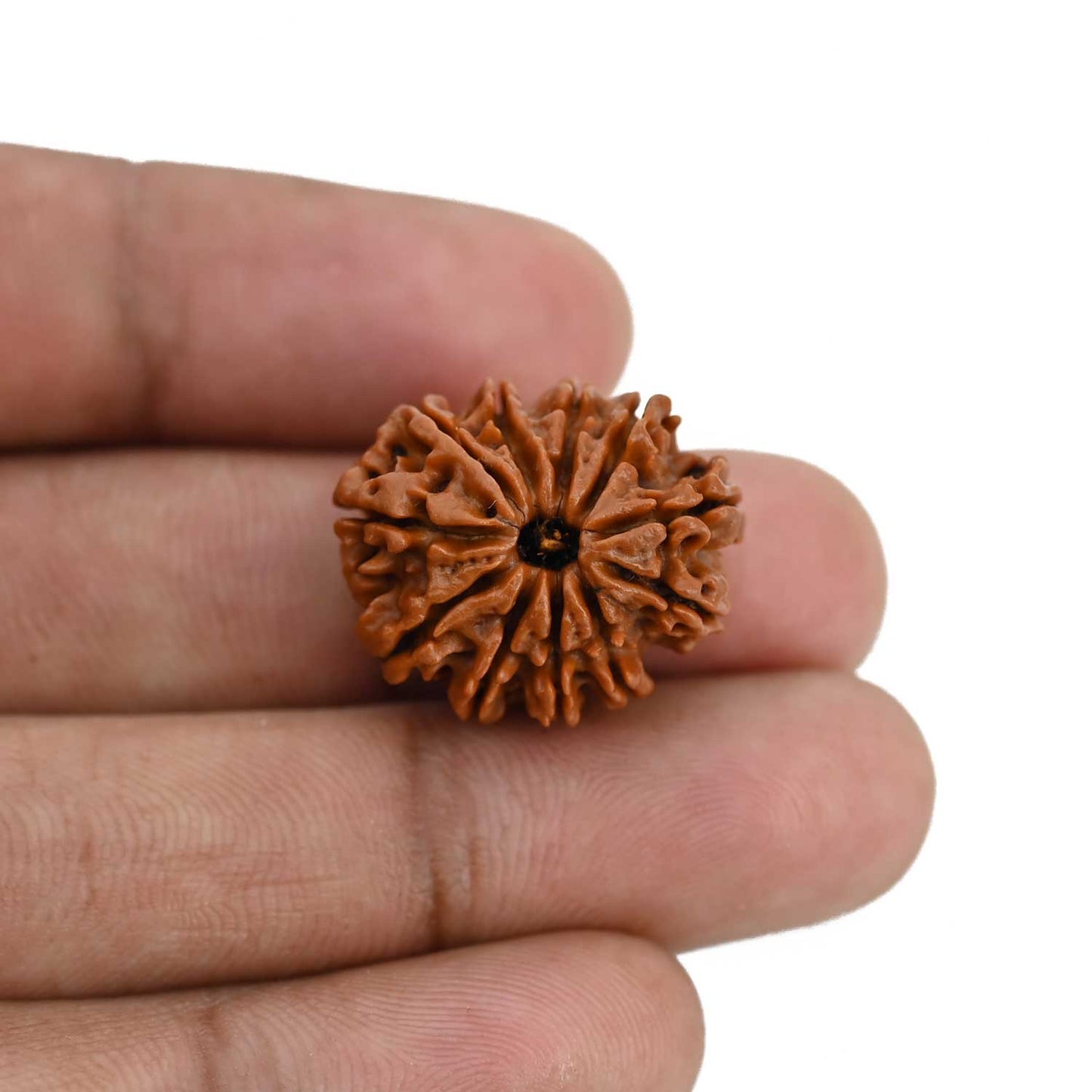 11 Mukhi Rudraksha (Nepal) 21.68 MM