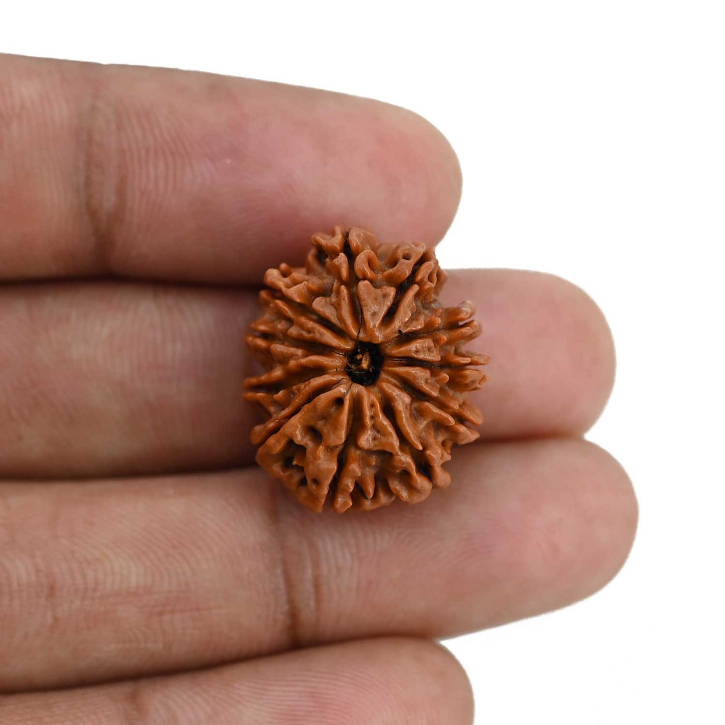 11 Mukhi Rudraksha (Nepal) 21.68 MM