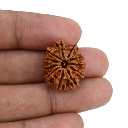 11 Mukhi Rudraksha (Nepal) 21.68 MM