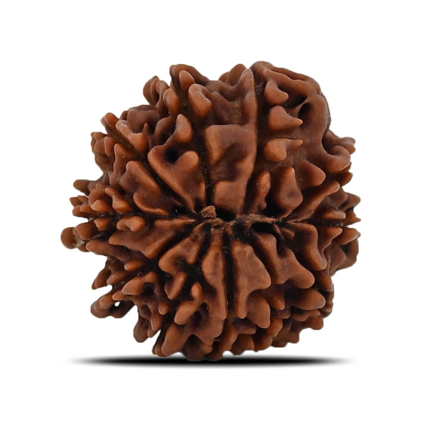 11 Mukhi Rudraksha (Nepal) 20.9 MM