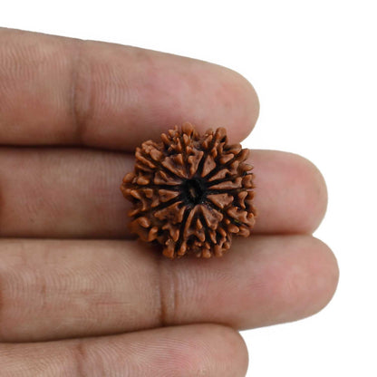 11 Mukhi Rudraksha (Nepal) 20.9 MM