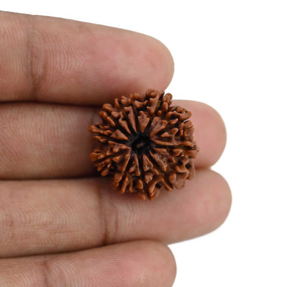 11 Mukhi Rudraksha (Nepal) 20.9 MM