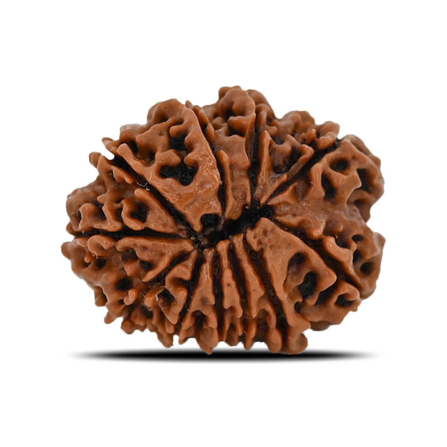 11 Mukhi Rudraksha (Nepal) 22.51 MM