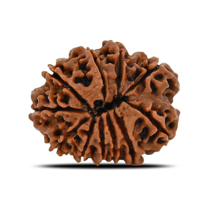 11 Mukhi Rudraksha (Nepal) 22.51 MM