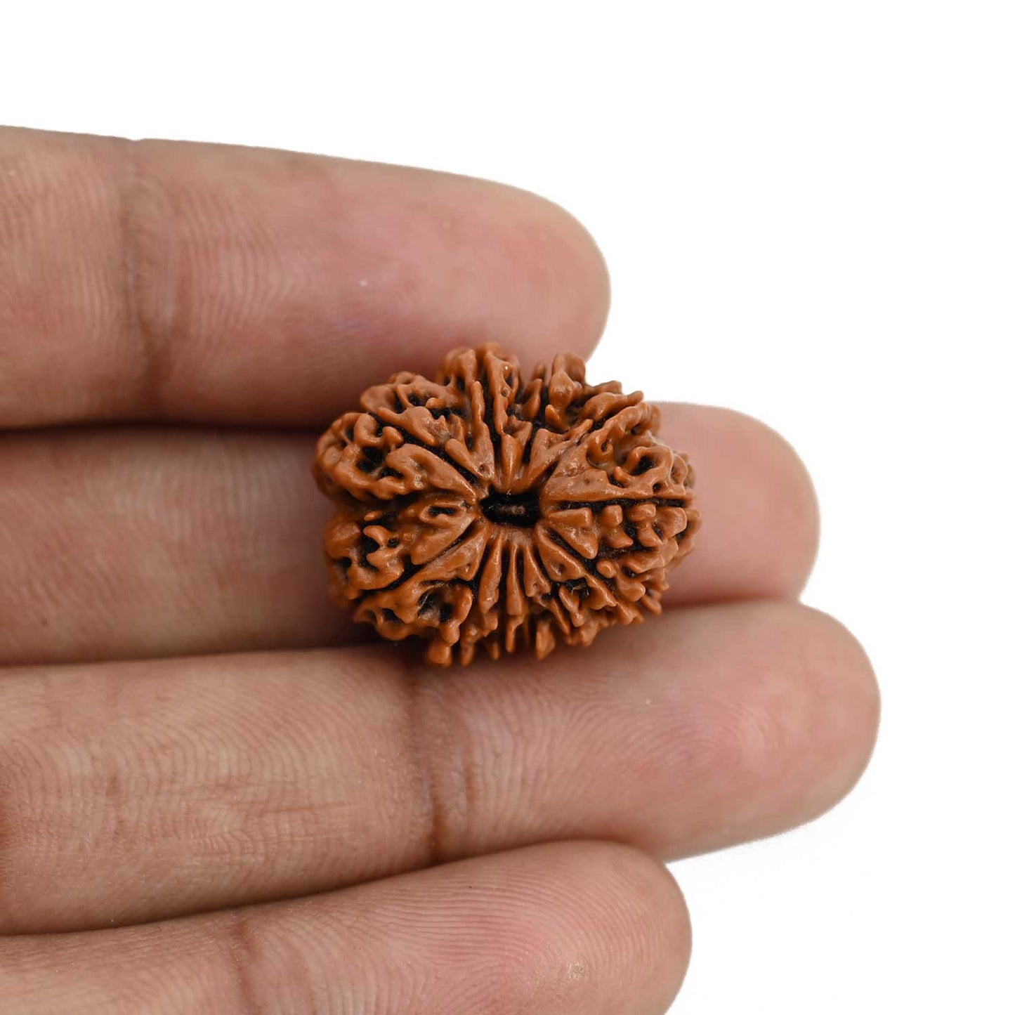 11 Mukhi Rudraksha (Nepal) 22.51 MM