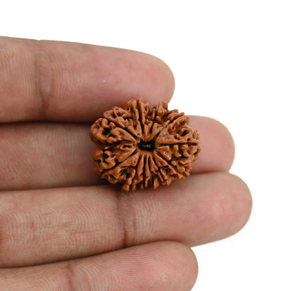 11 Mukhi Rudraksha (Nepal) 22.51 MM