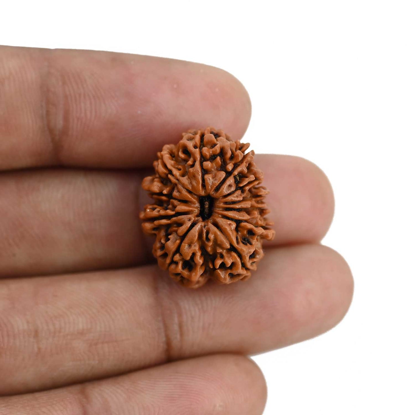 11 Mukhi Rudraksha (Nepal) 22.51 MM