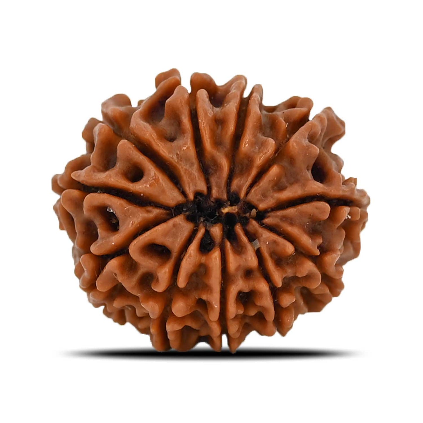 11 Mukhi Rudraksha (Nepal) 21.55 MM