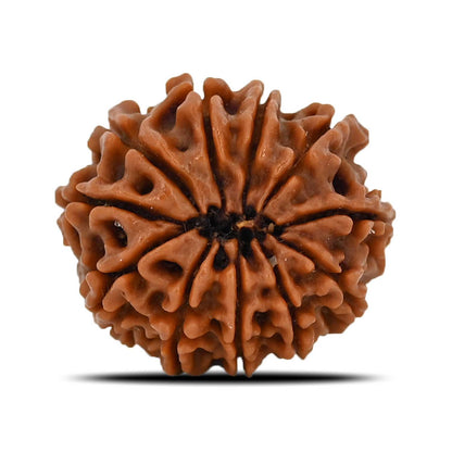 11 Mukhi Rudraksha (Nepal) 21.55 MM
