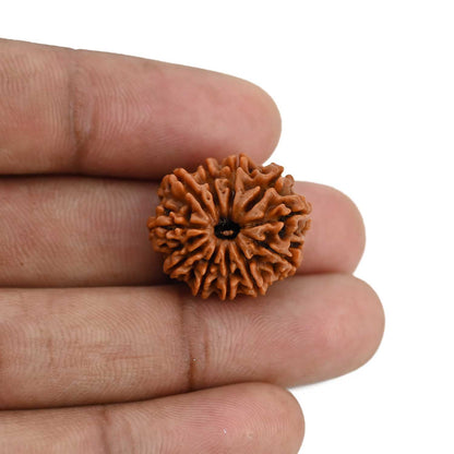 11 Mukhi Rudraksha (Nepal) 21.55 MM