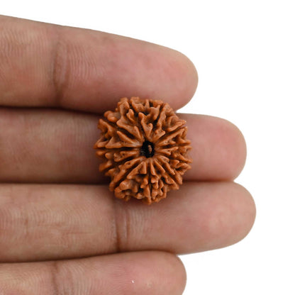 11 Mukhi Rudraksha (Nepal) 21.55 MM