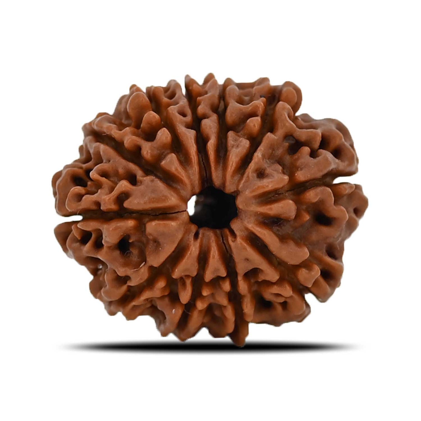 11 Mukhi Rudraksha (Nepal) 22.13 MM