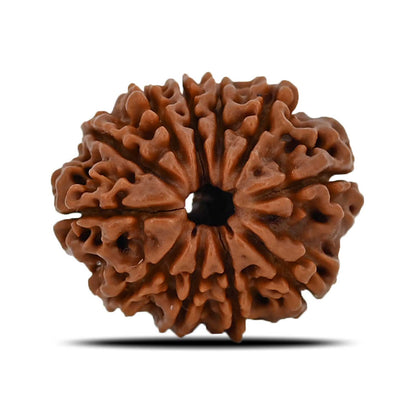 11 Mukhi Rudraksha (Nepal) 22.13 MM