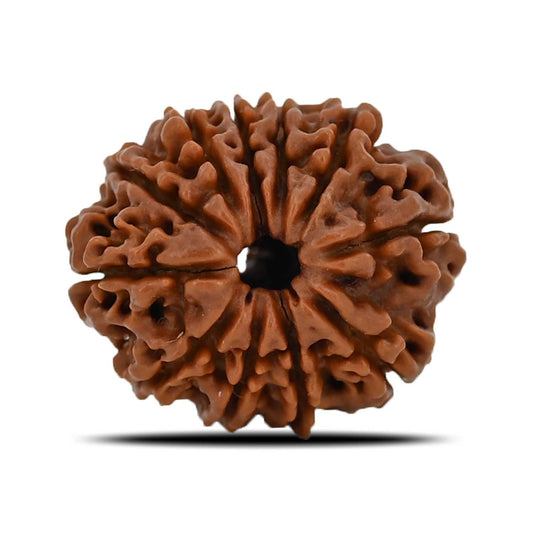 11 Mukhi Rudraksha (Nepal) 22.13 MM
